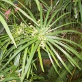 Tinh Dầu Cói (Cypriol / Nagarmotha)